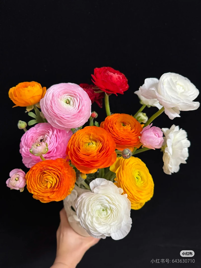 高雅的花毛莨 洋牡丹家居插花