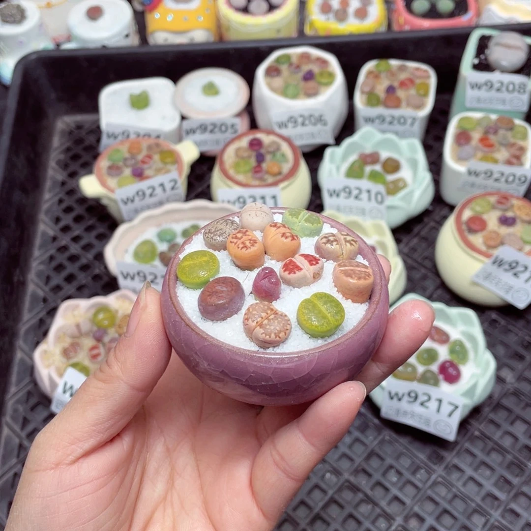 w9220 零下地区拍保温箱 -15支持寄养