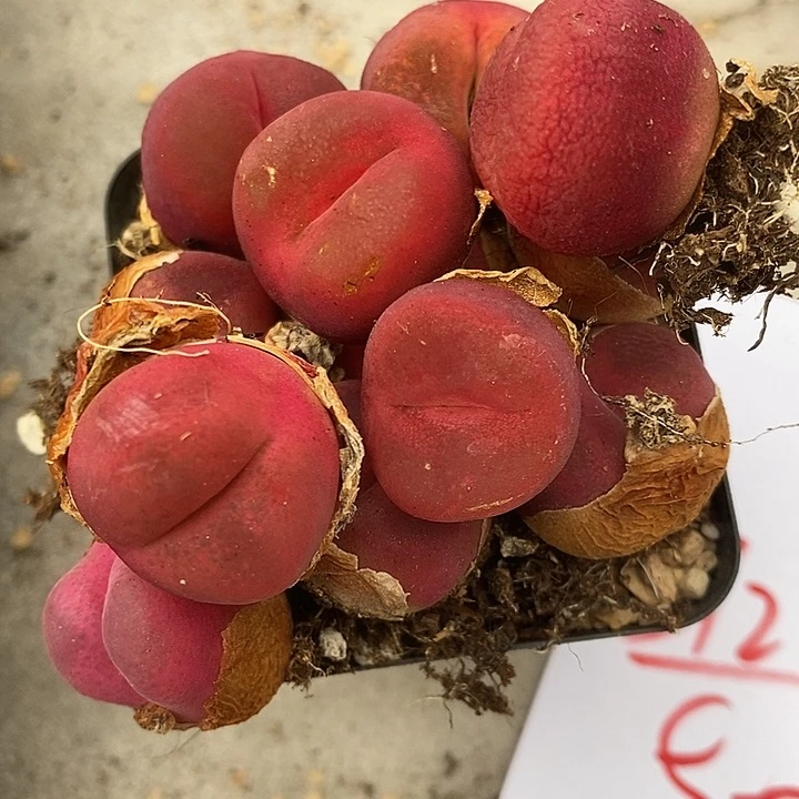 3120大红丝绒一组