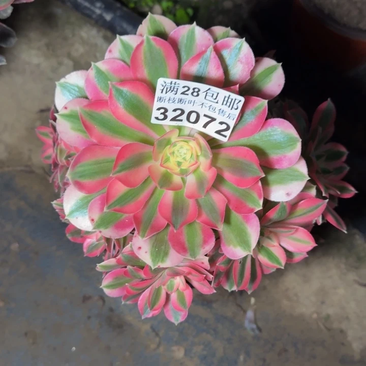 32072女巫多肉植物