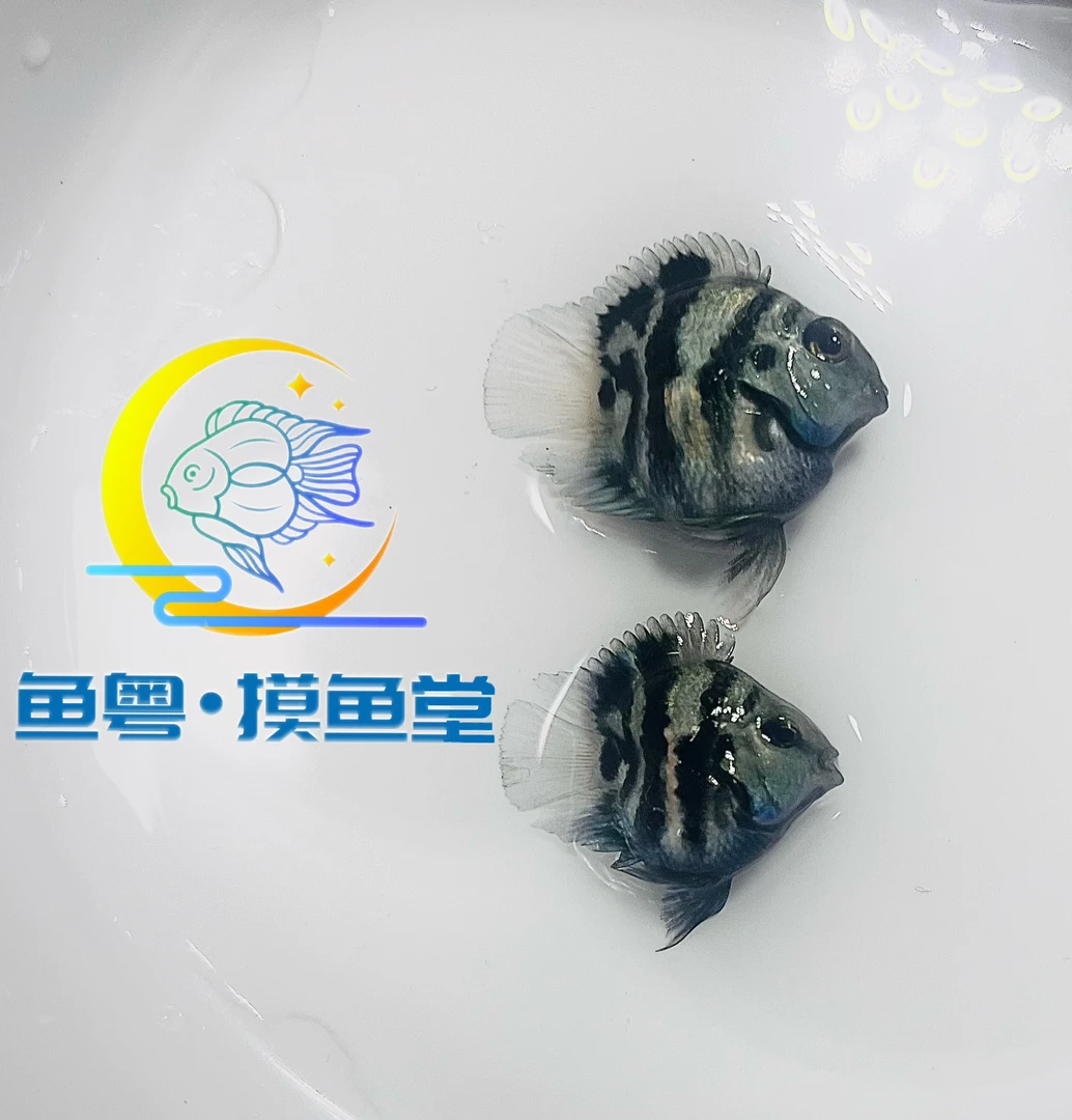 台系宝蓝桃心迷你鹦鹉鱼（直播链接）