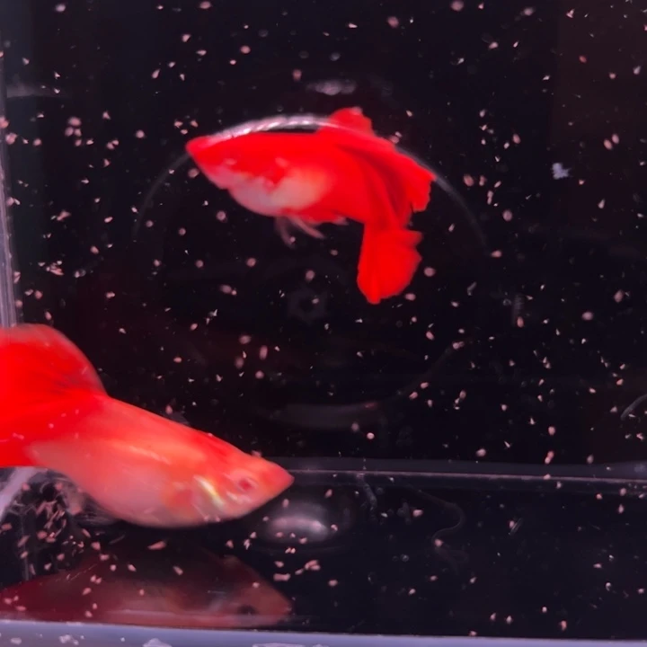 孔雀鱼大背血红1对