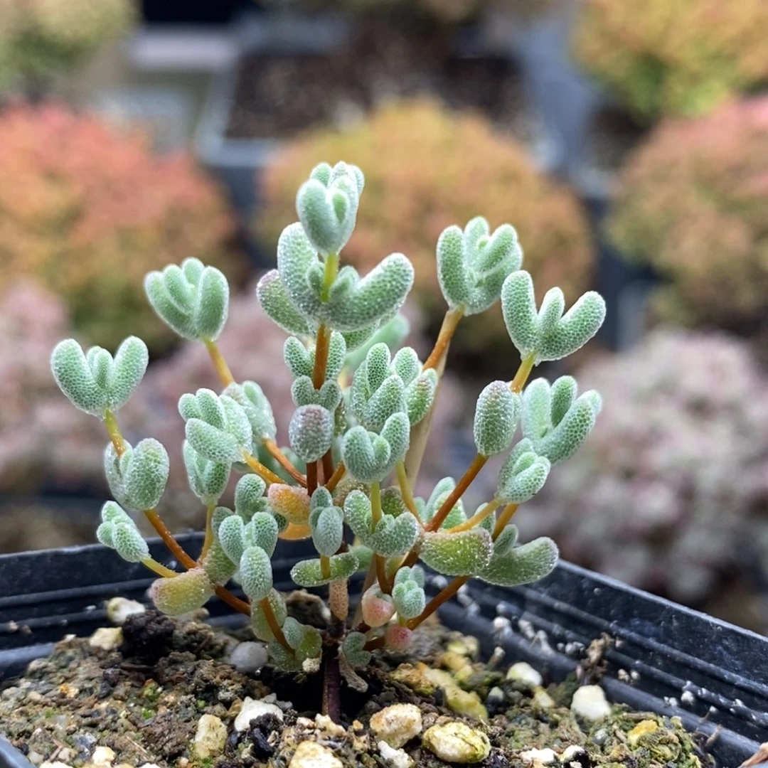 实生莱斯5899枝干番杏