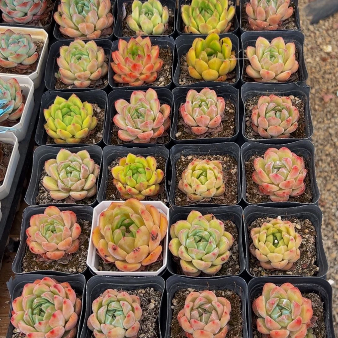 111多肉植物和植物的生长