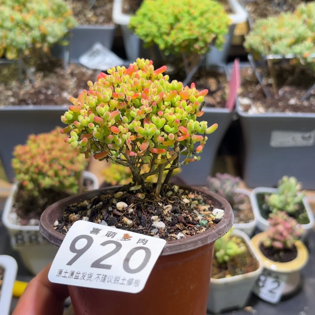 枝干番杏密橘糖球920