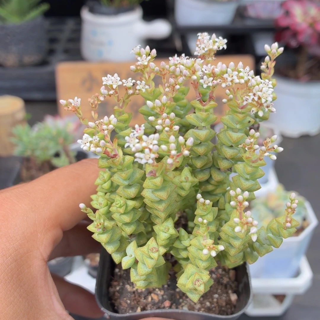 小米星多肉9.9包邮发货