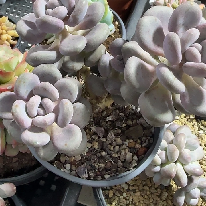 青蛙王子儿童牙膏套装11