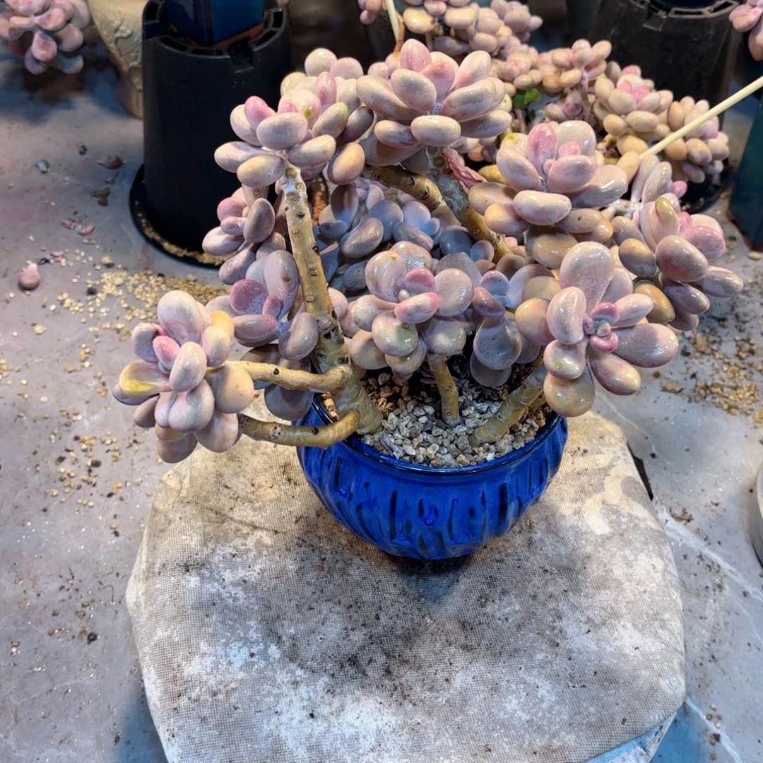萌***心101号老庄多肉植物