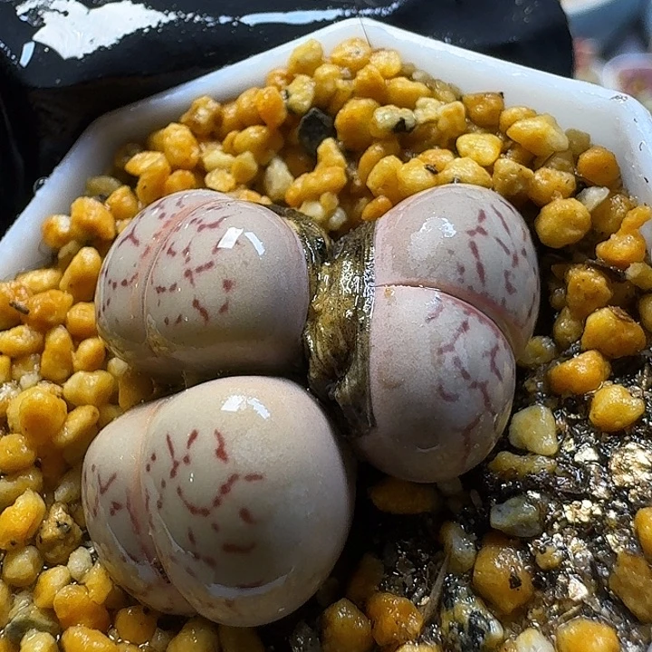 生石花3:：，星。 50号