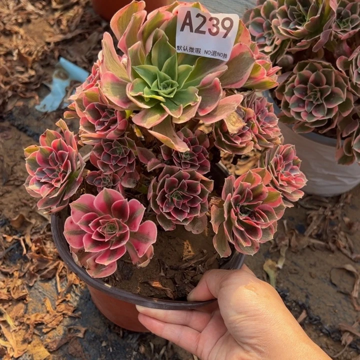 女郎多肉植物239.