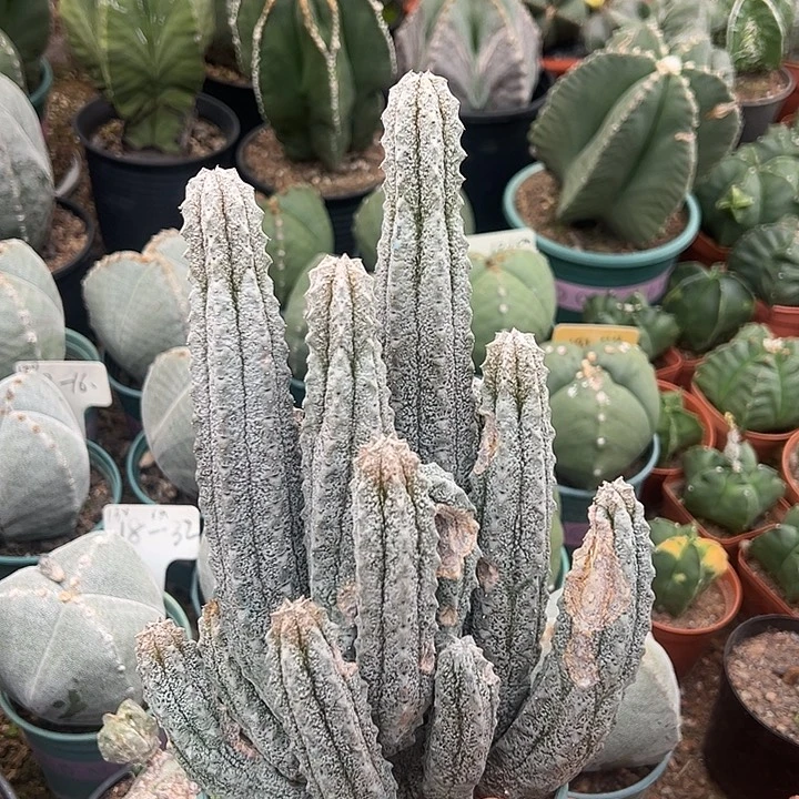 无花朵特价品不售后