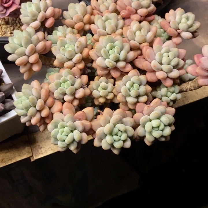 英***子多肉植物一物一拍