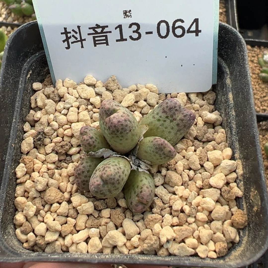 老***堡13-64肉锥多肉植物