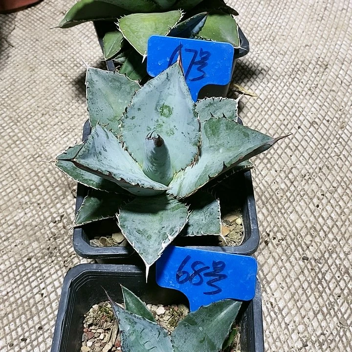 【闪购商品】无花朵龙舌兰蓝肌仁王冠