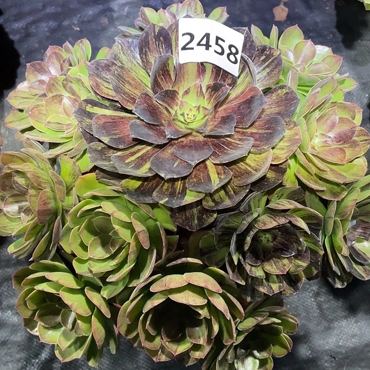 墨染2458号多肉植物