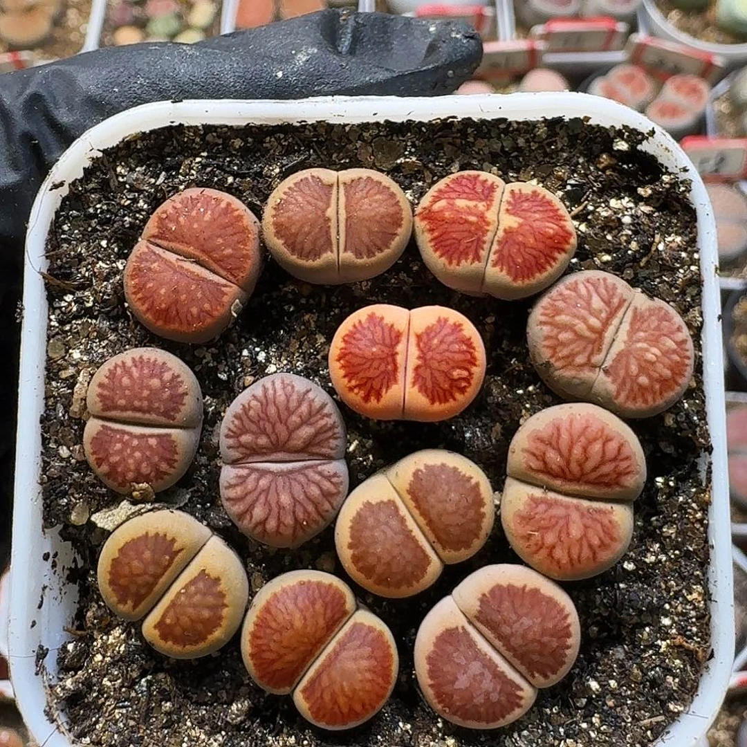 生石花111111。   1公分1。   271
