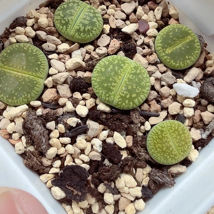 不过在这里有一些不550