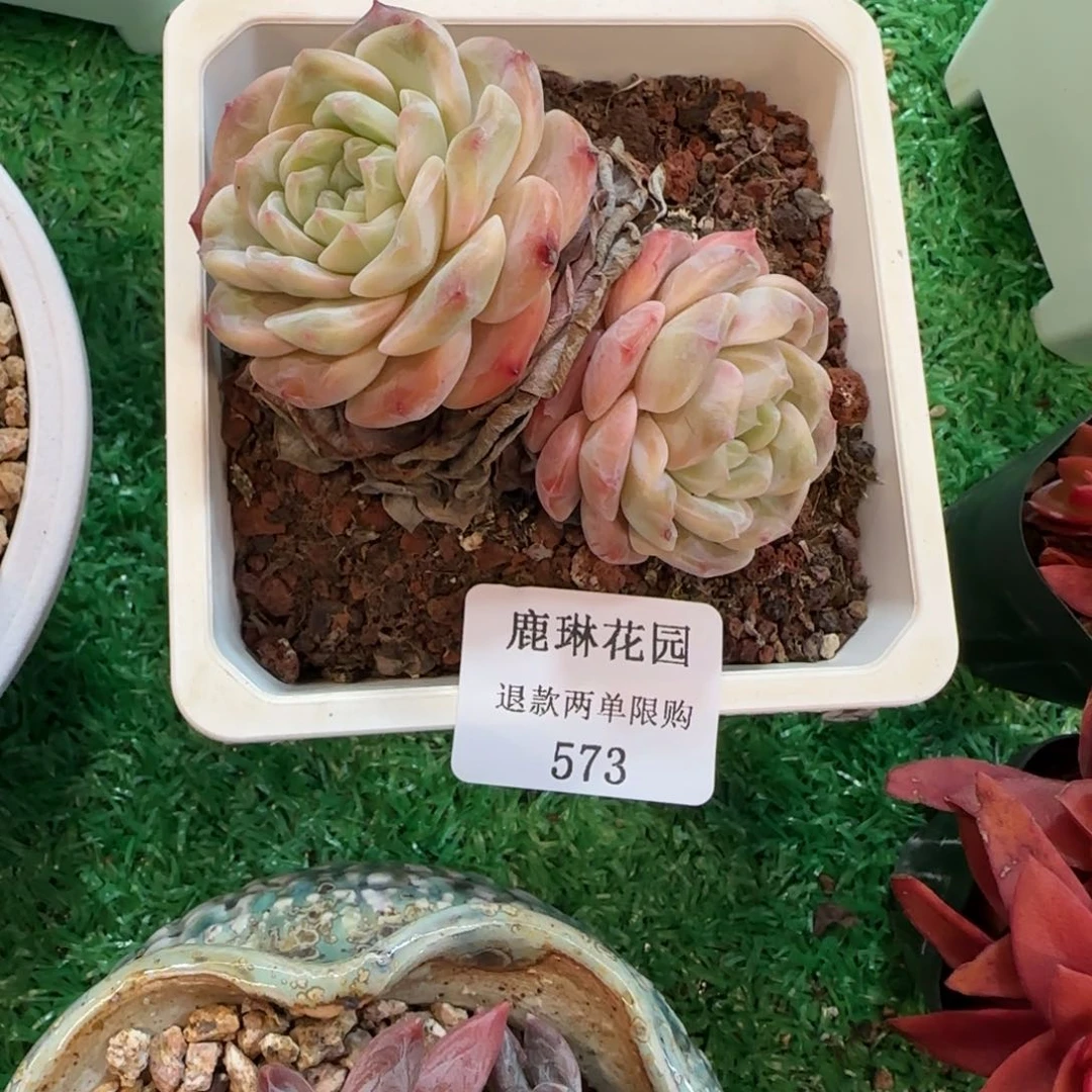 小**.闪购精品多肉573号