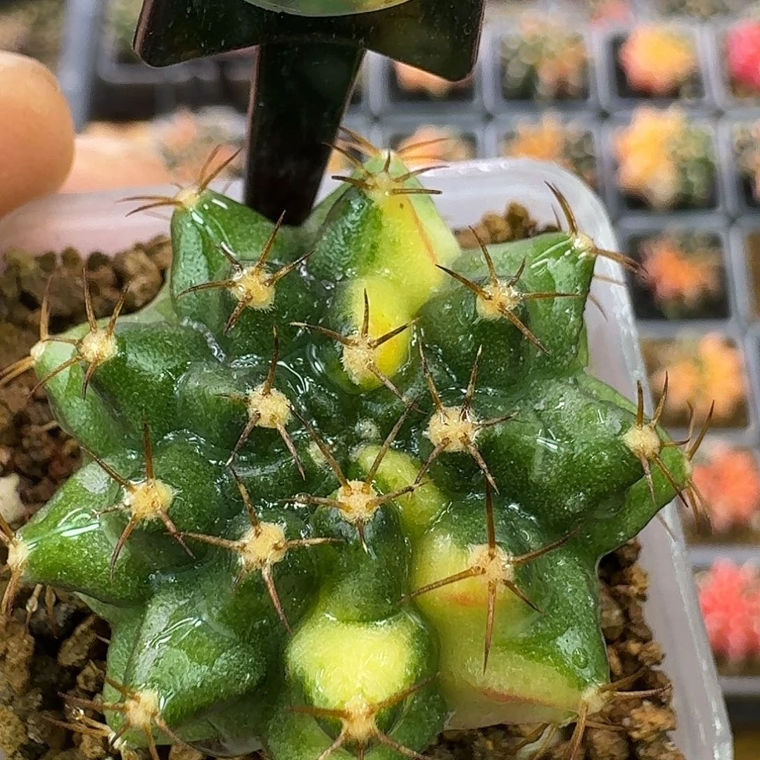 米哈实生自然锦原盆发28