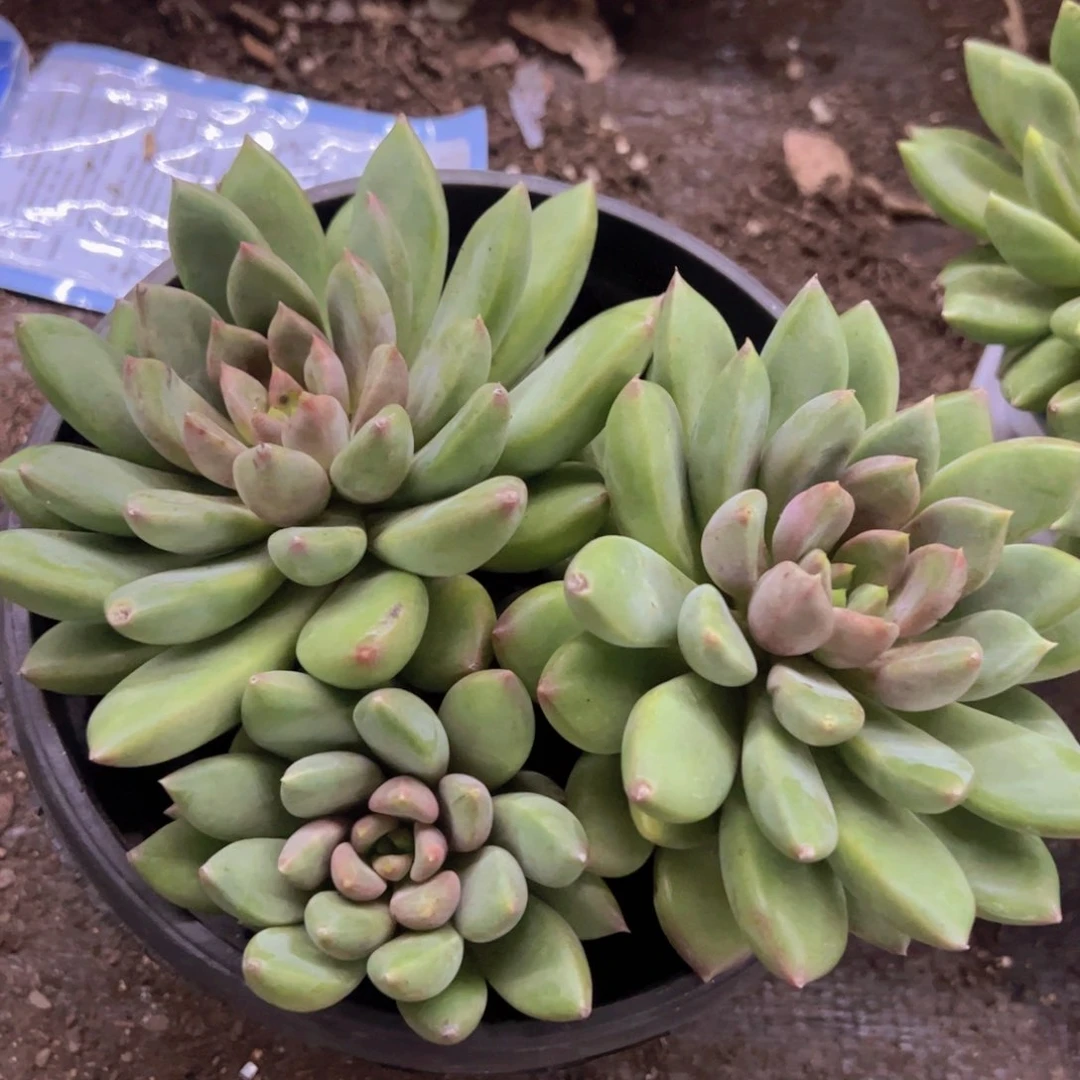 红象牙三头起发，120杯