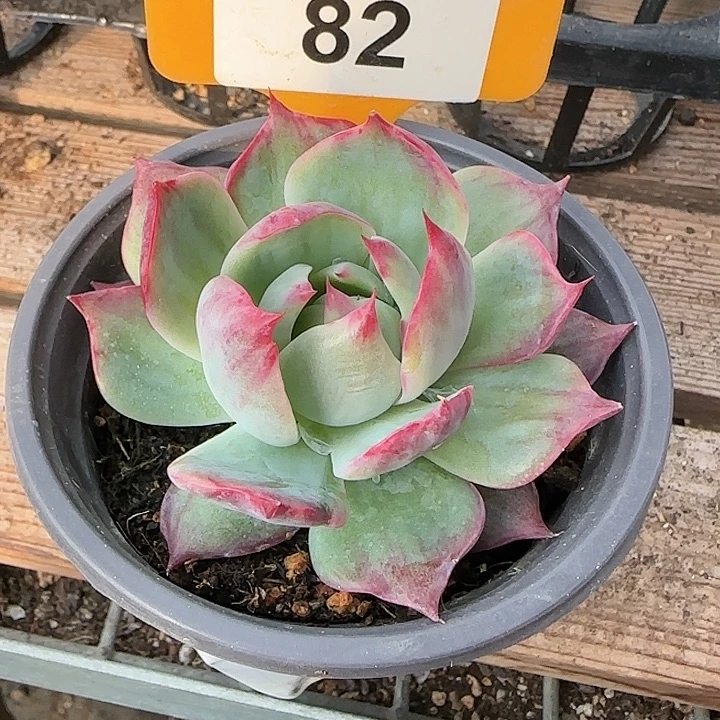 82 惊鸿仙子多肉植物6-8cm