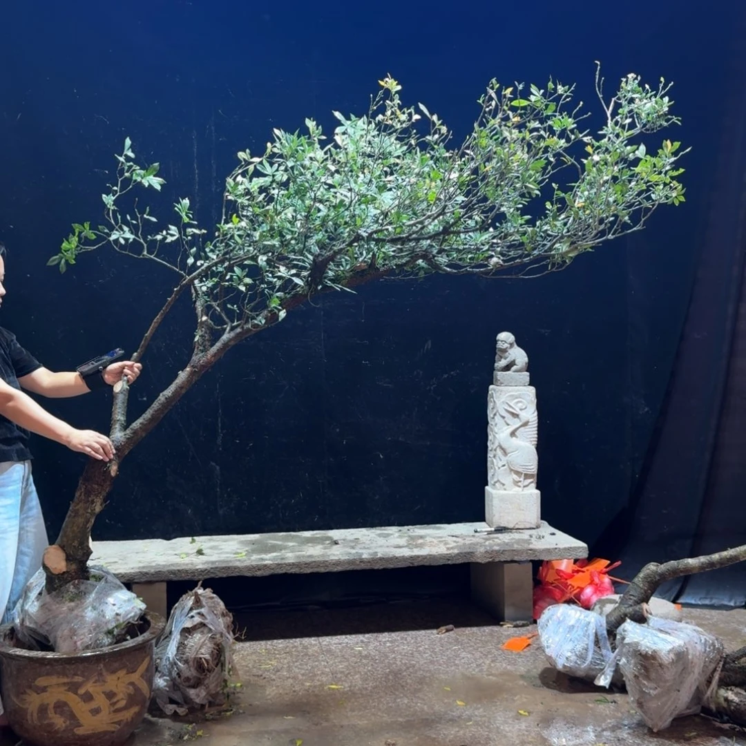 ****꧔完全开放栀子花造型树一物一拍