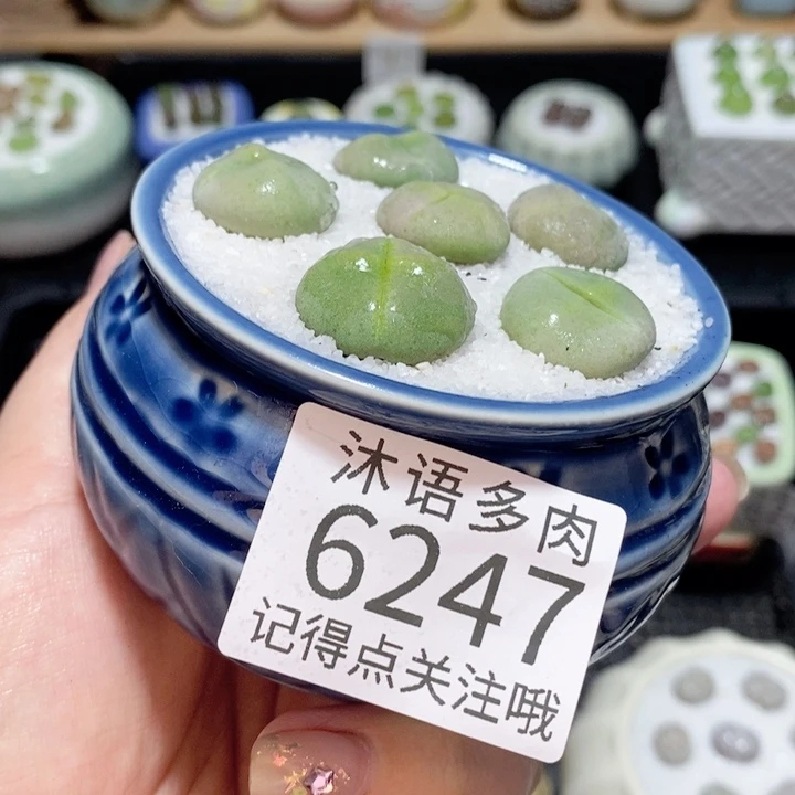 带盆土发货 精美盆栽6247