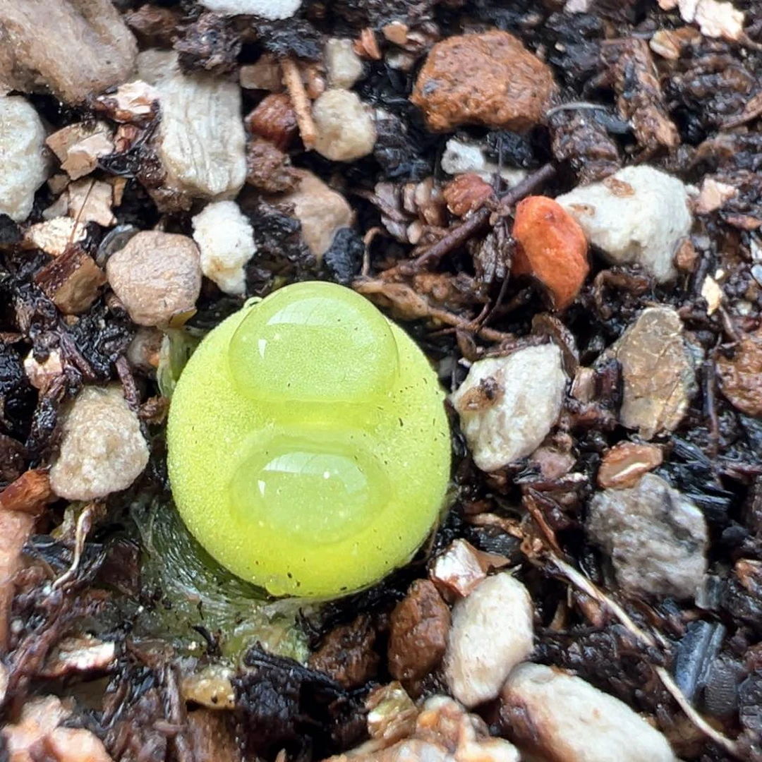 80多肉植物百科知识