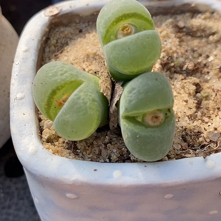 2055三头胖虎风铃一颗