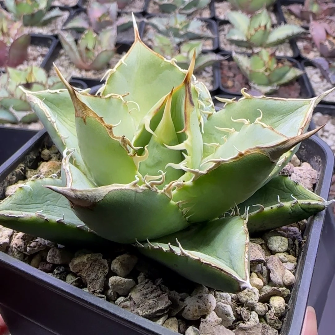 双十二活动实生仁王冠18