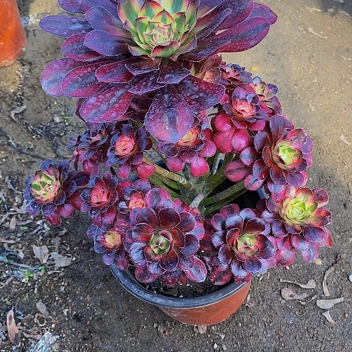 多肉植物香奈儿899多肉