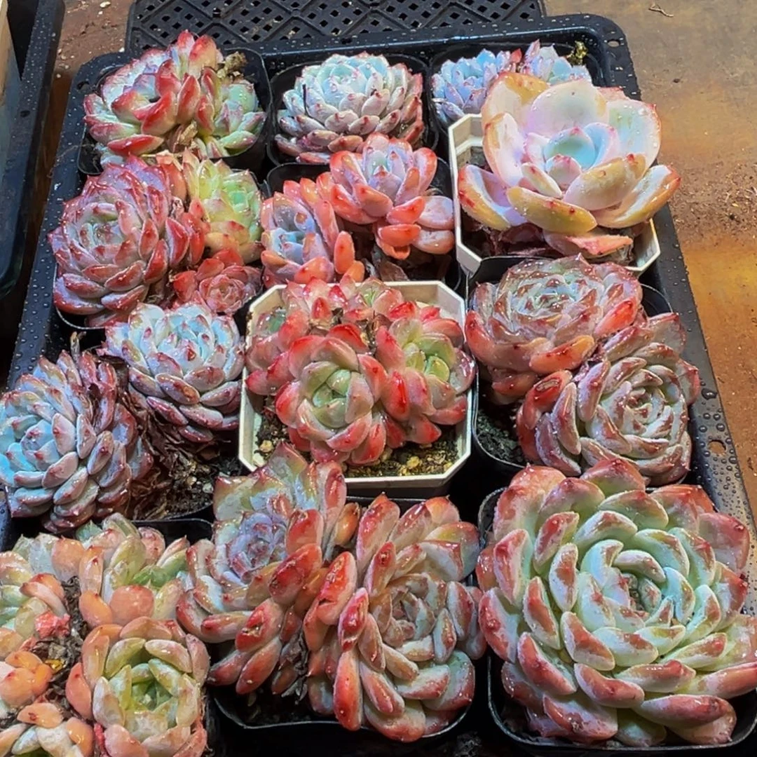 487大热天的一天从早上