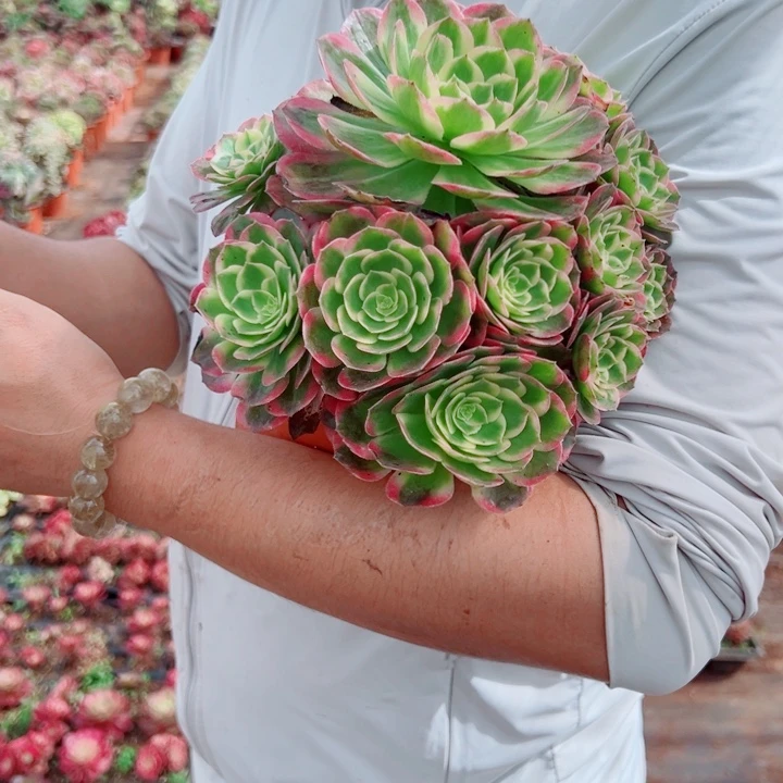小颗海王多肉法师