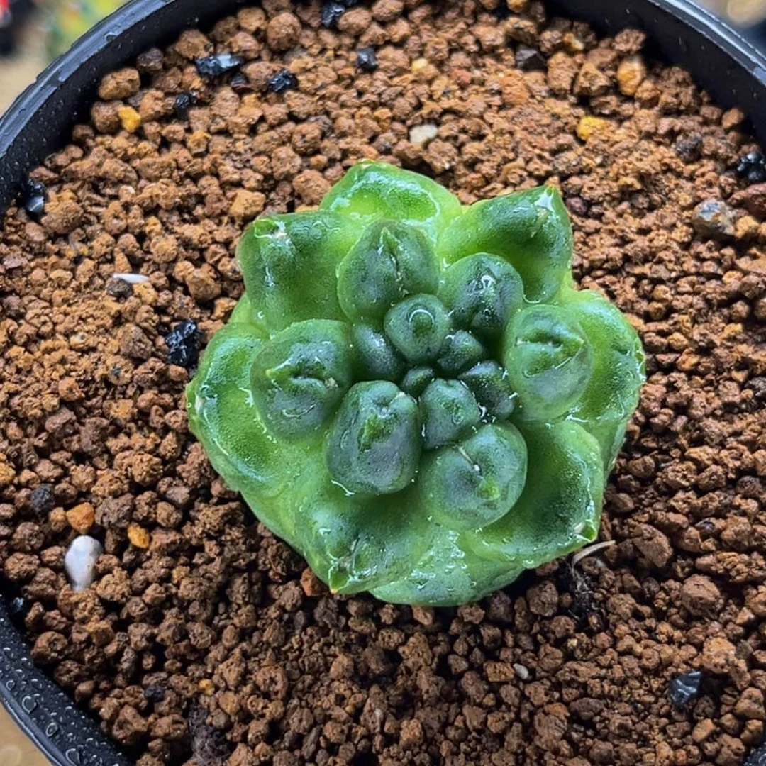 超大龟甲无刺 米哈仙人球