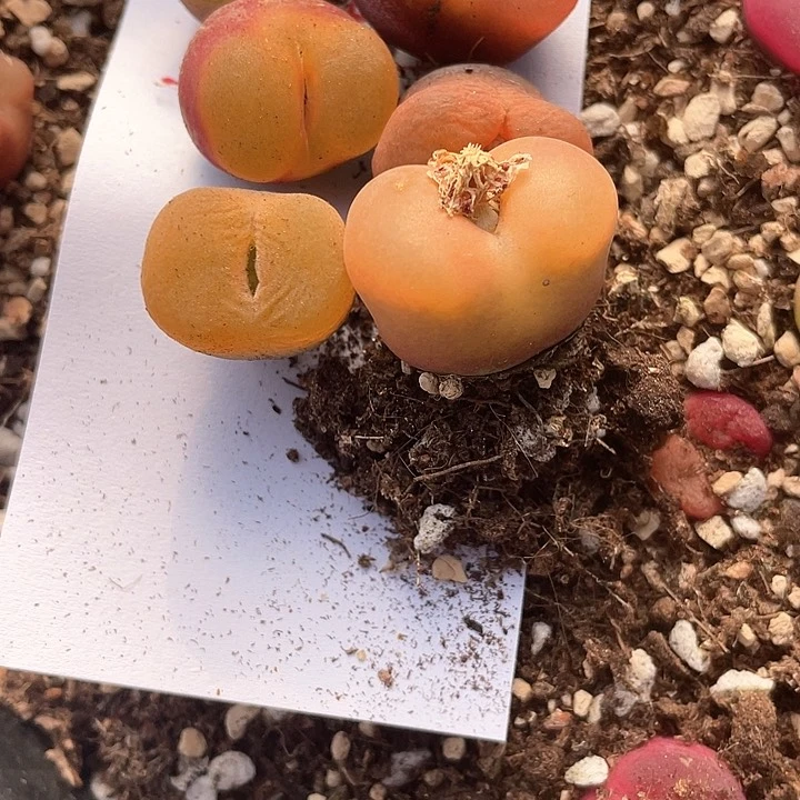 2014。     六颗毛毛