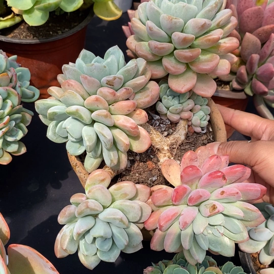 夏悦多肉907-9白鹭