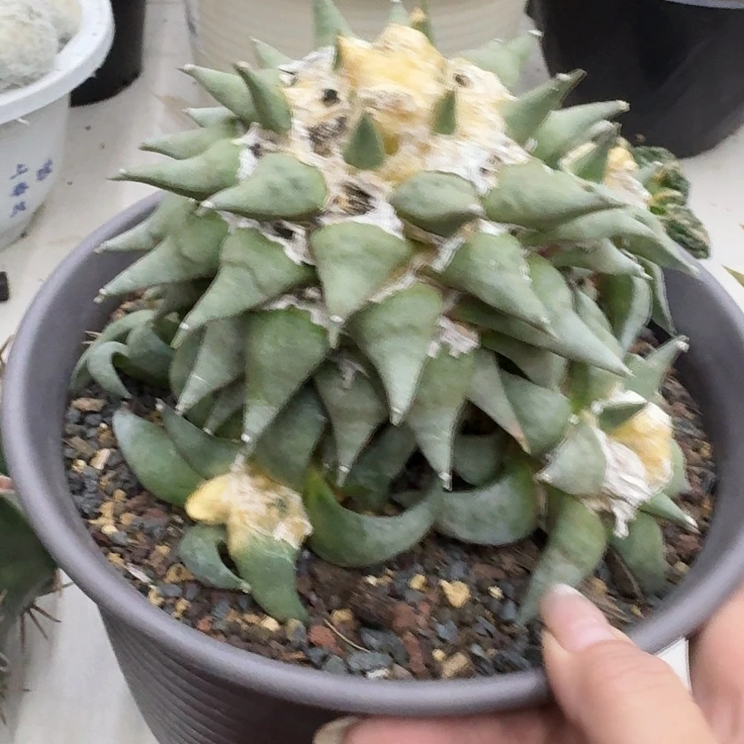 清***澈仙人球仙人球开花