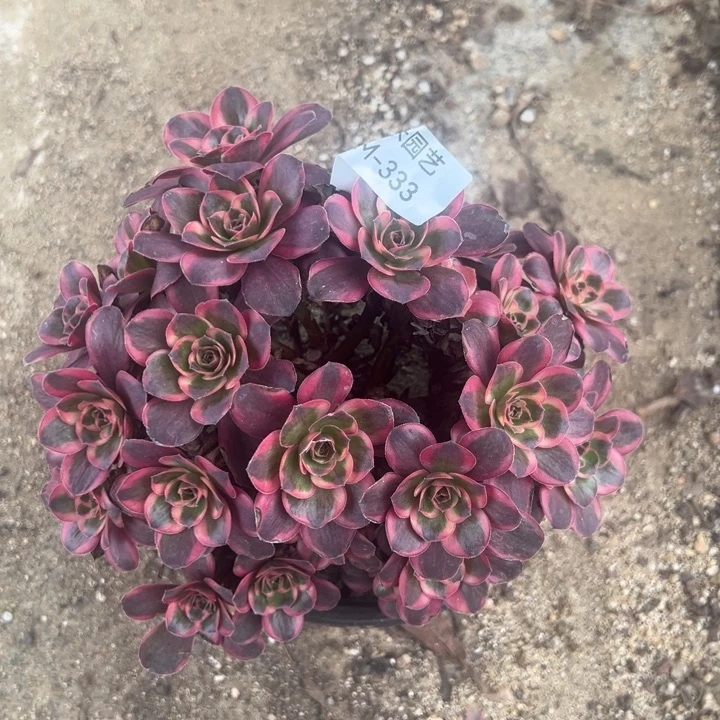 纳福绣球多肉植物333