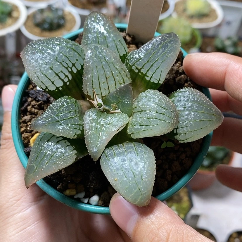 【闪购商品】74天空