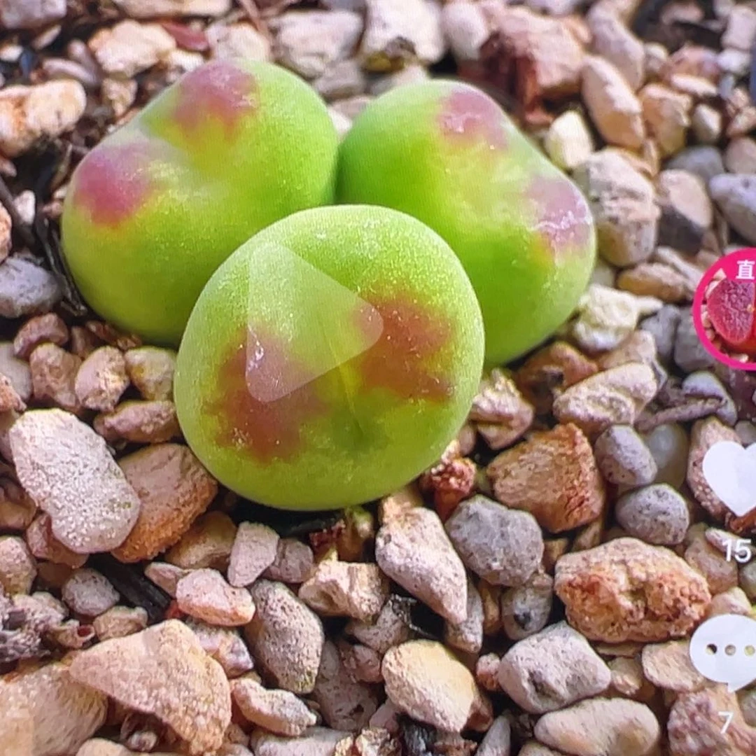 梦**n新头一头定金多肉