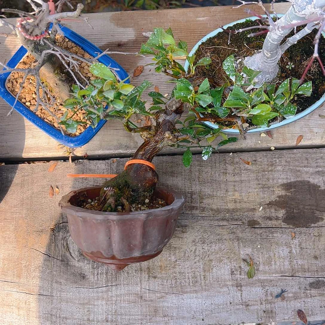 盆景盆景不包邮雅*轩