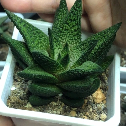 大理石女王带盆发货