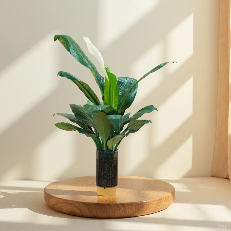 水培大叶万年青绿巨人盆栽绿公主桌面室内水养净化空气绿植