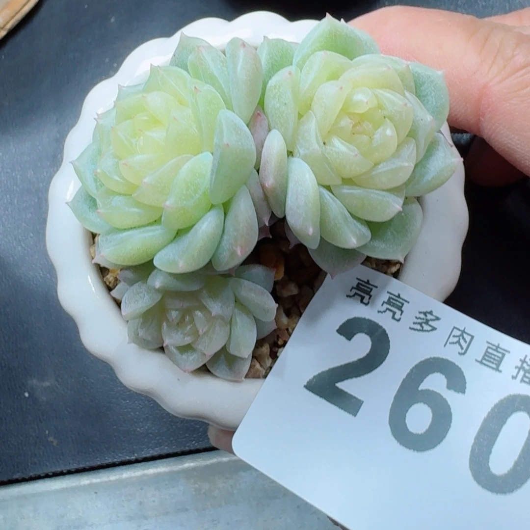 泼天富贵      愿你一路坦途，乘风破浪展宏图