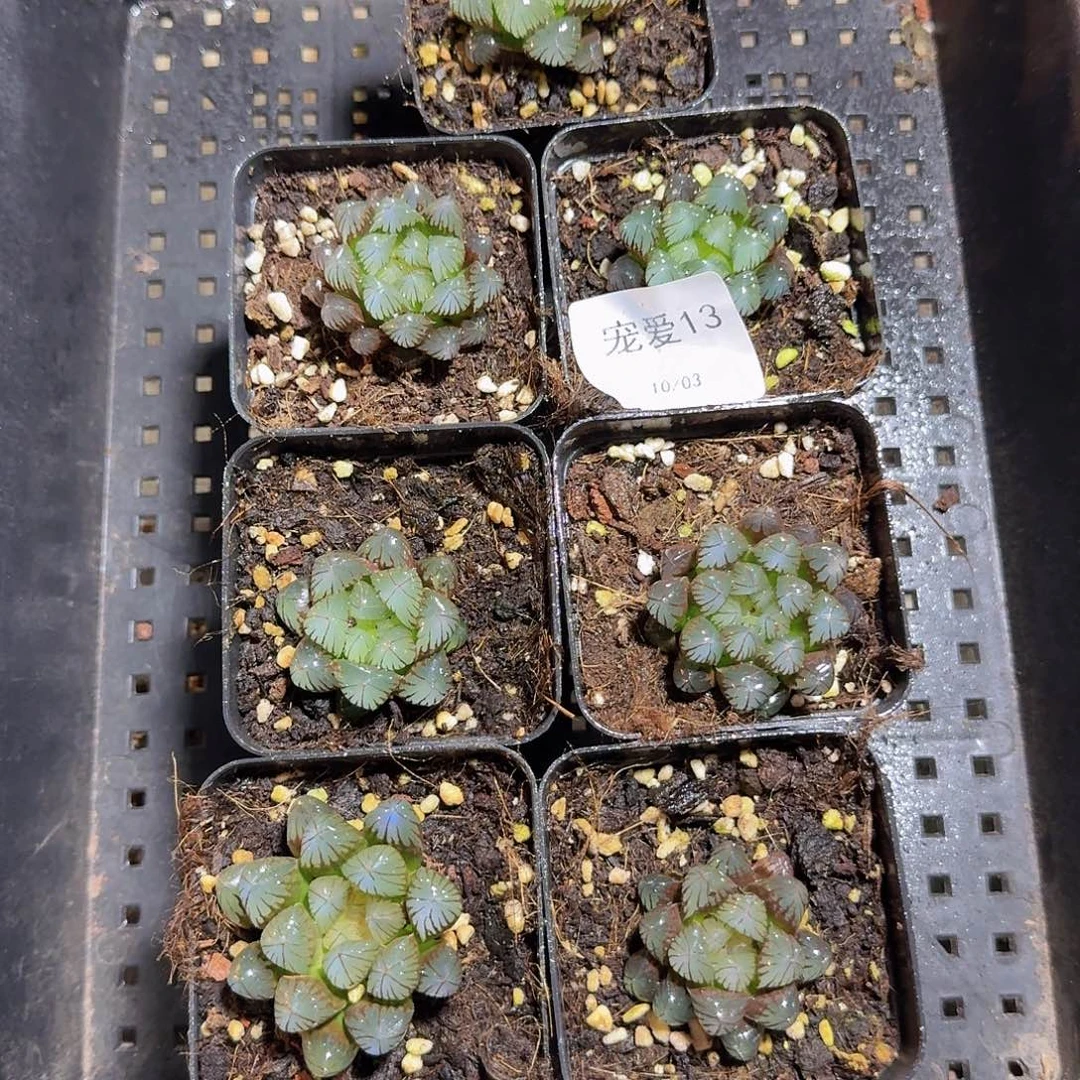 直播福利一物一拍13