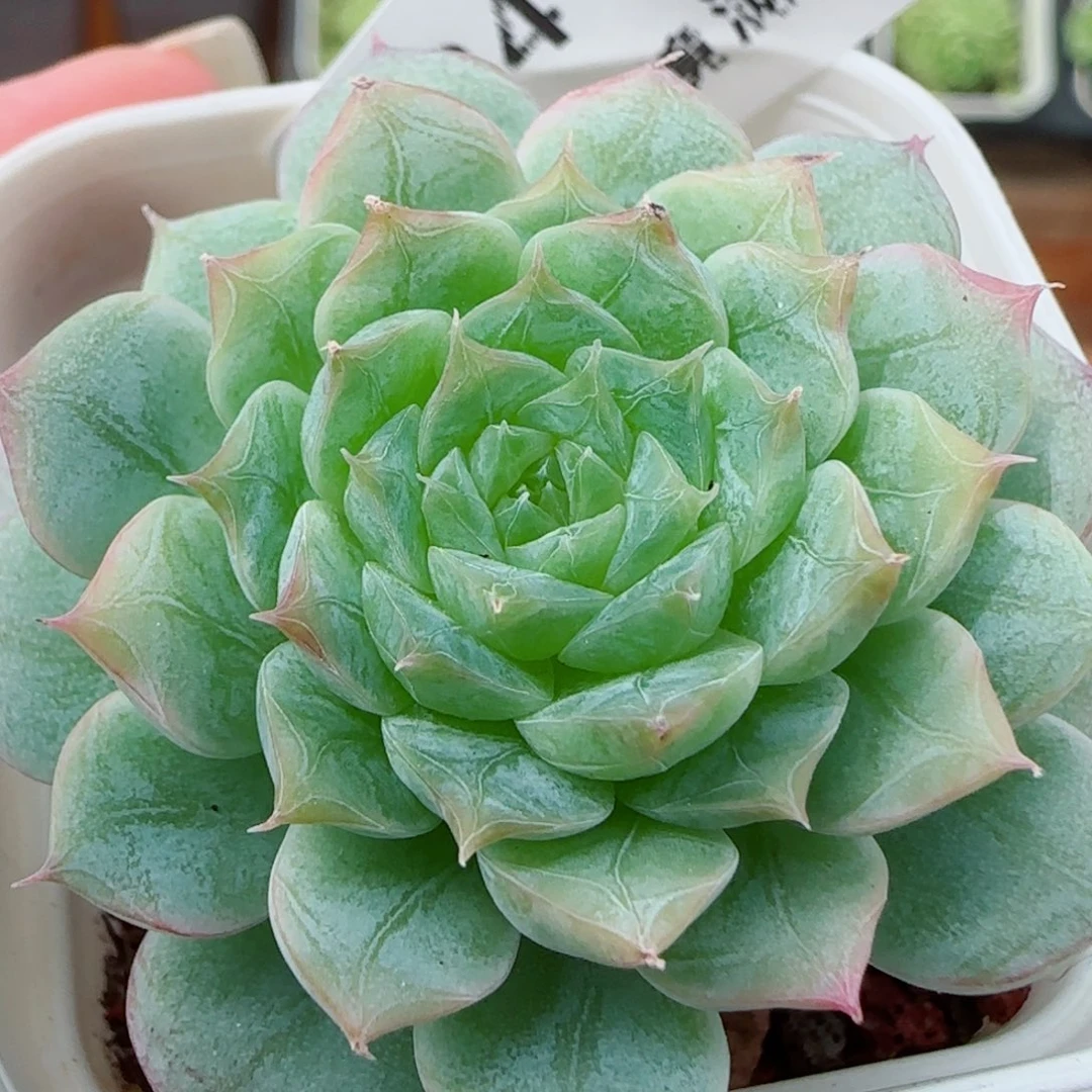 花语逸镜0923-224女王