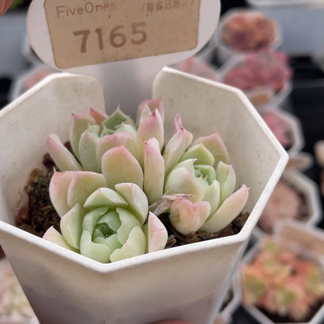 沁心7165-5.0厘米