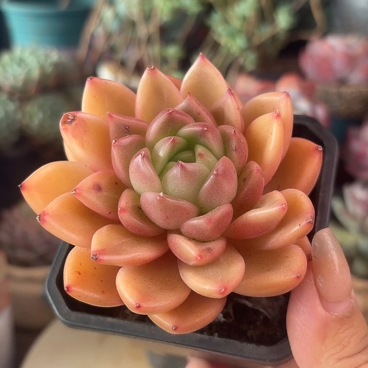 单头望月多肉植物盆栽