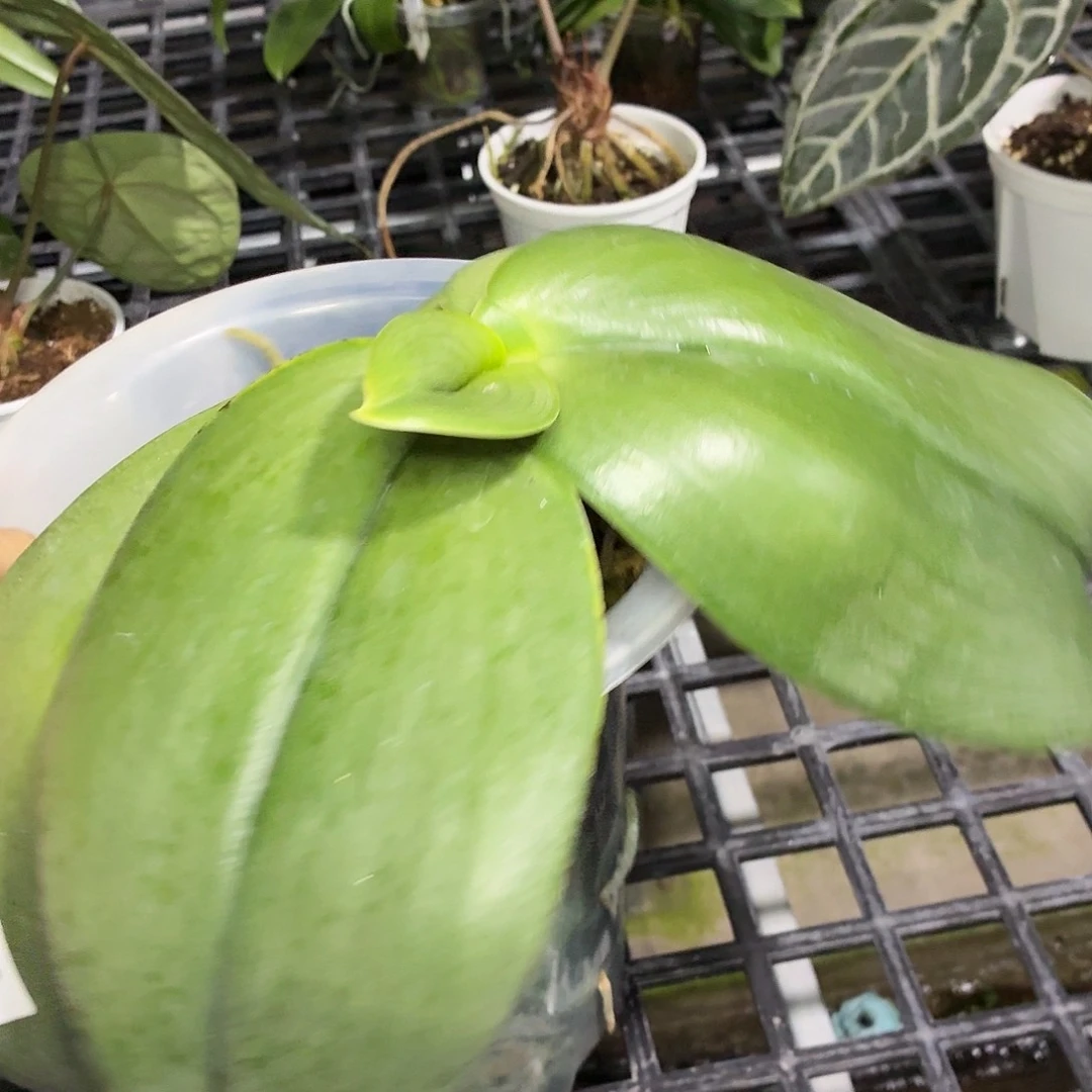 C***a当前无花朵，栽培后可花朵A718十寸象耳