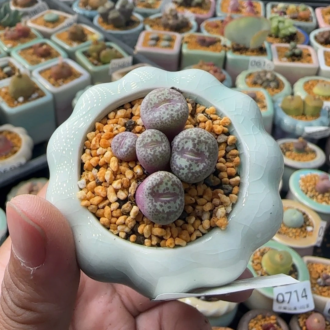 0697 -一物一拍 带盆